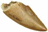 Serrated Raptor Tooth - Real Dinosaur Tooth #300958-1